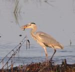 Reiger met vis (12/17 - foto: Rob van 't Zand)